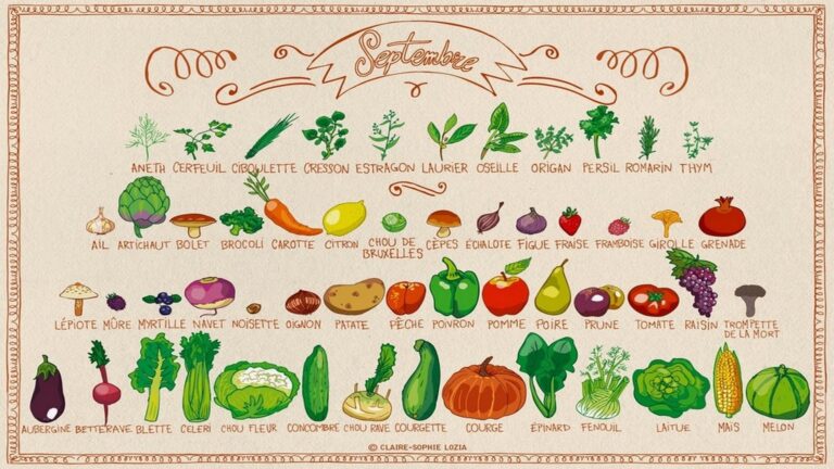 Calendrier des fruits et légumes de saison en septembre