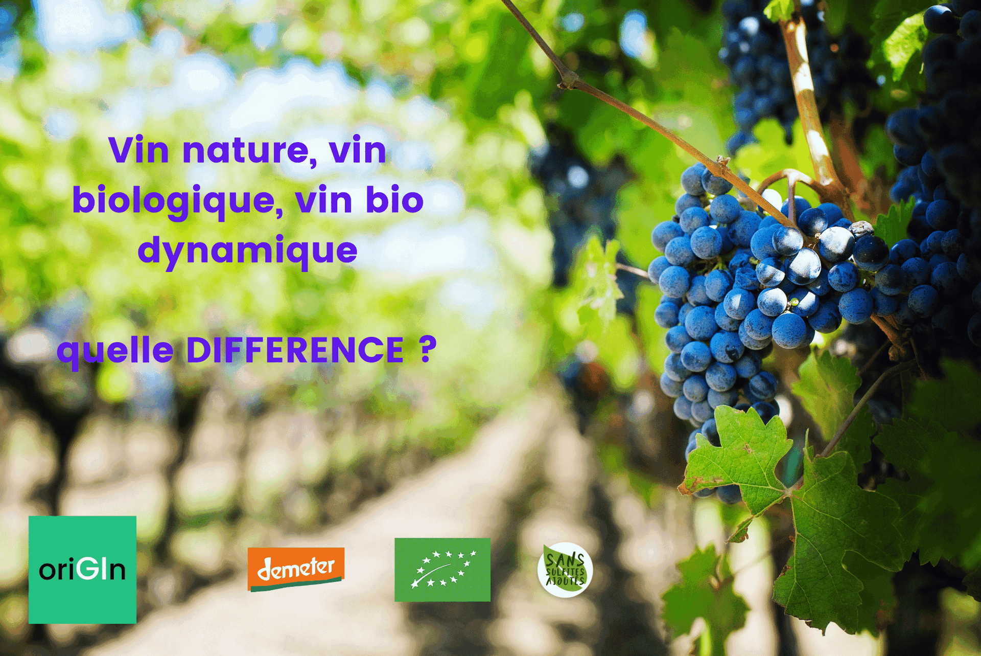 Différences entre vin biologique, vin biodynamique, et vin nature