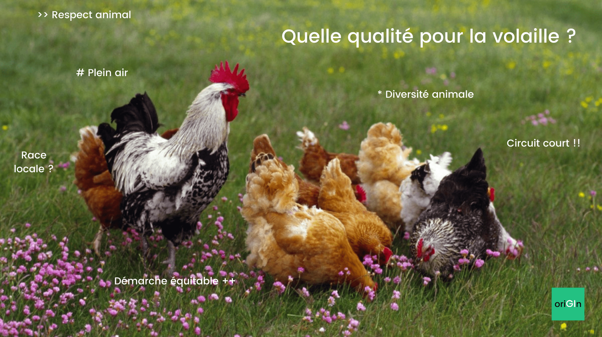 Comment choisir un poulet de qualité