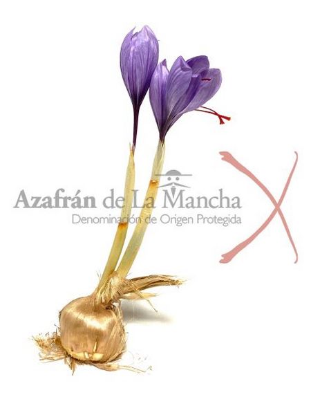 Azafrán de La Mancha PDO [DOP]