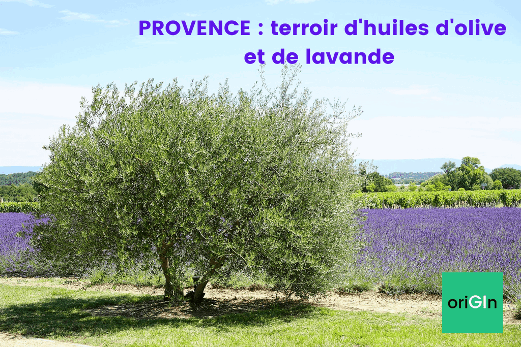 Huile d'olive de Provence